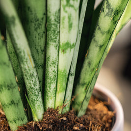 Sansevieria Laurenti – Pianta Snake Plant in Vaso Rosa
