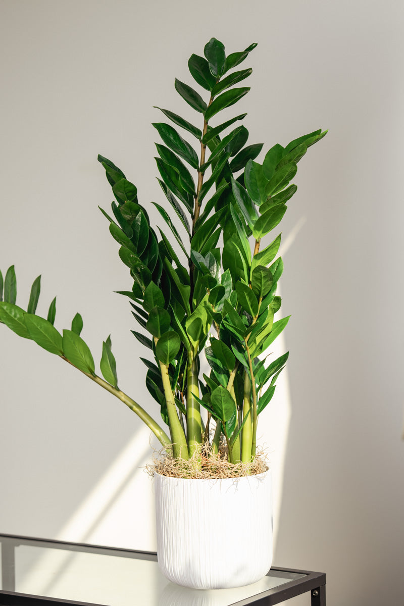 Zamioculcas Zamifolia – Pianta ZZ a Bassa Manutenzione