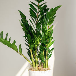 Zamioculcas Zamifolia – Pianta ZZ a Bassa Manutenzione
