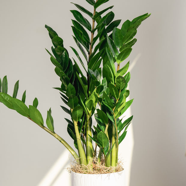 Zamioculcas Zamifolia – Pianta ZZ a Bassa Manutenzione