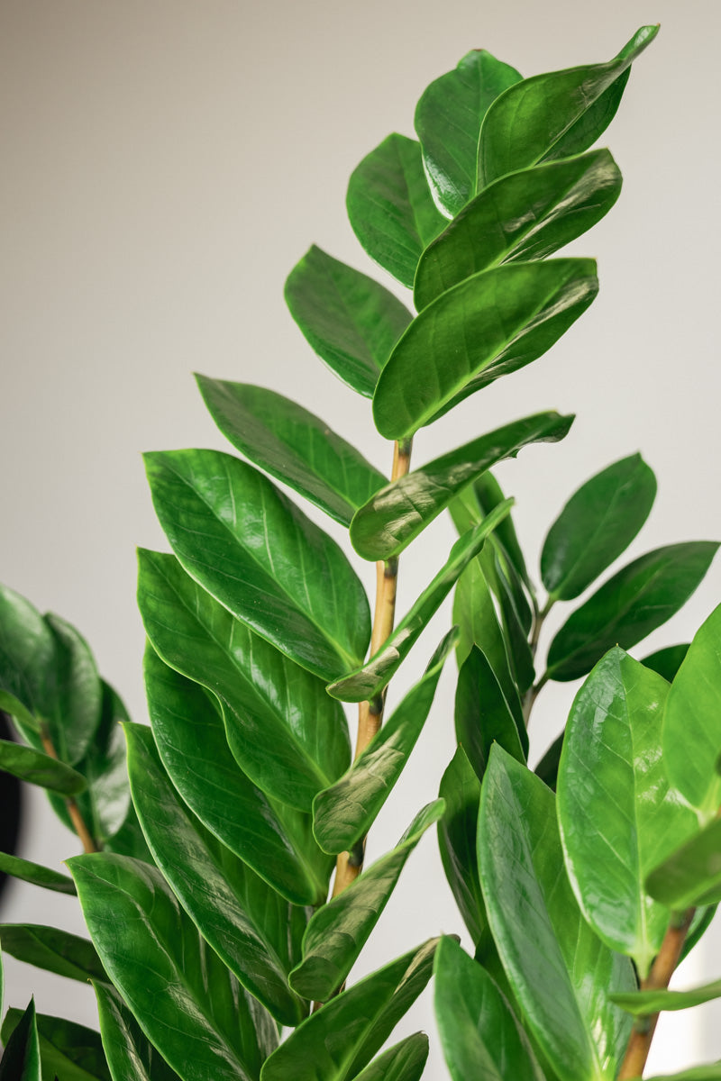 Zamioculcas Zamifolia – Pianta ZZ a Bassa Manutenzione