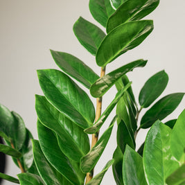 Zamioculcas Zamifolia – Pianta ZZ a Bassa Manutenzione