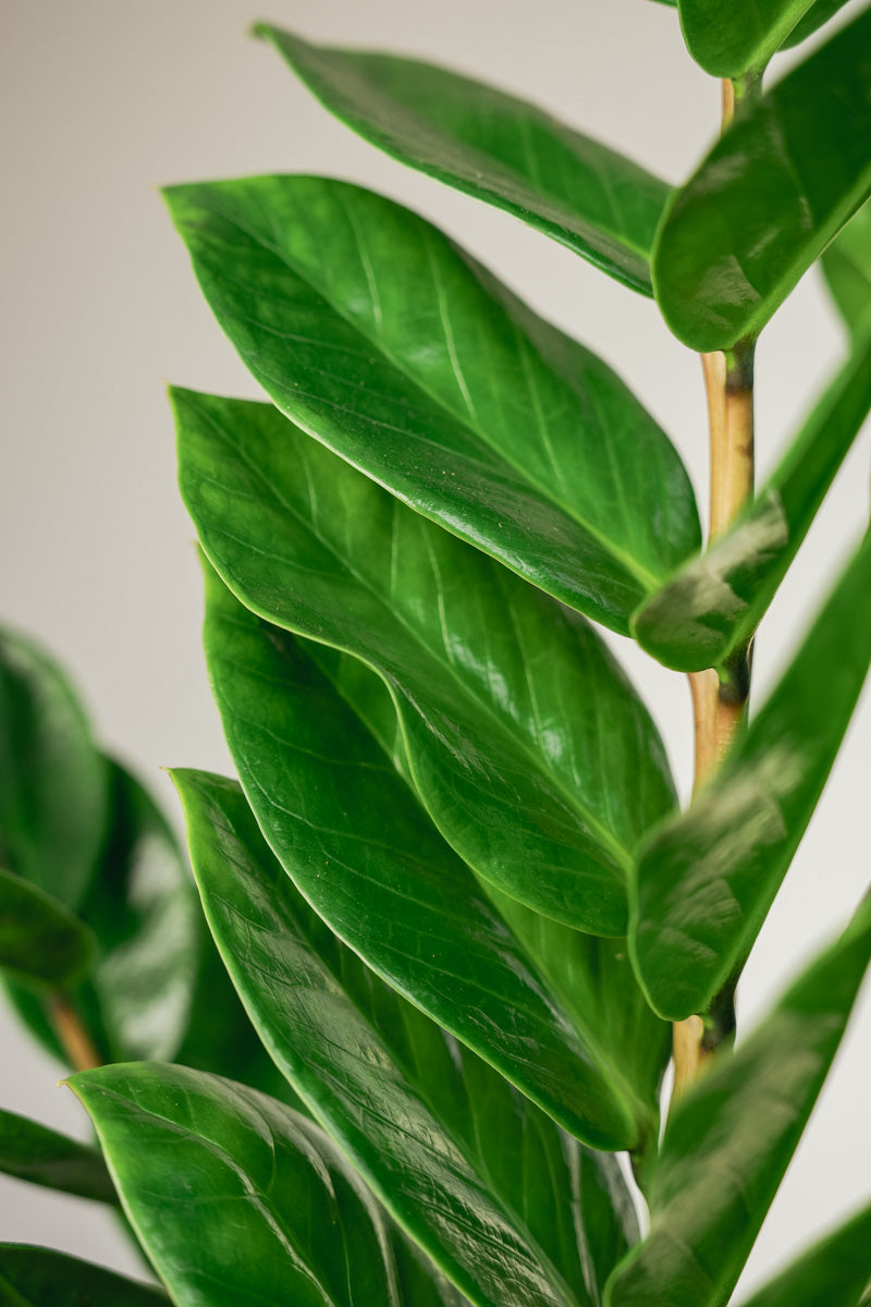 Zamioculcas Zamifolia – Pianta ZZ a Bassa Manutenzione