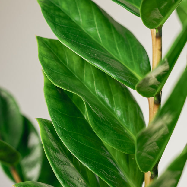 Zamioculcas Zamifolia – Pianta ZZ a Bassa Manutenzione