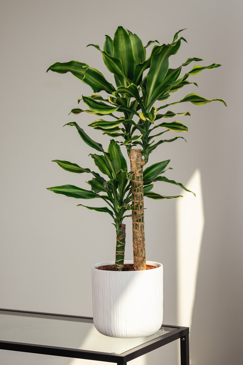 Dracena Fragrans – Tronchetto del Brasile in Vaso Bianco