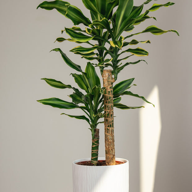 Dracena Fragrans – Tronchetto del Brasile in Vaso Bianco