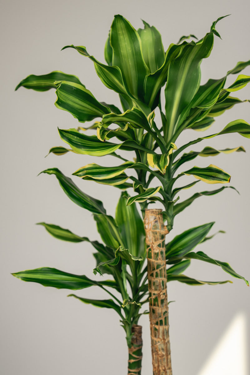 Dracena Fragrans – Tronchetto del Brasile in Vaso Bianco