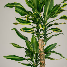 Dracena Fragrans – Tronchetto del Brasile in Vaso Bianco