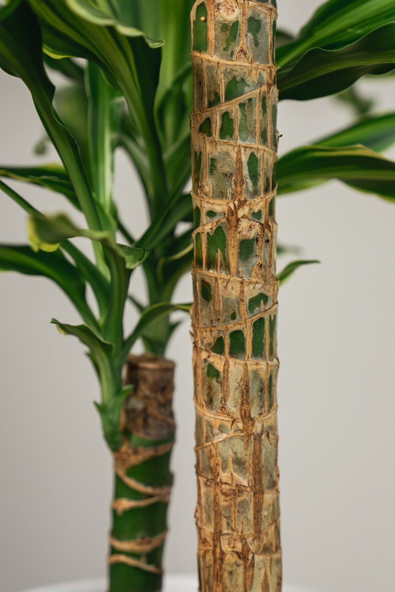 Dracena Fragrans – Tronchetto del Brasile in Vaso Bianco