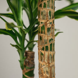 Dracena Fragrans – Tronchetto del Brasile in Vaso Bianco