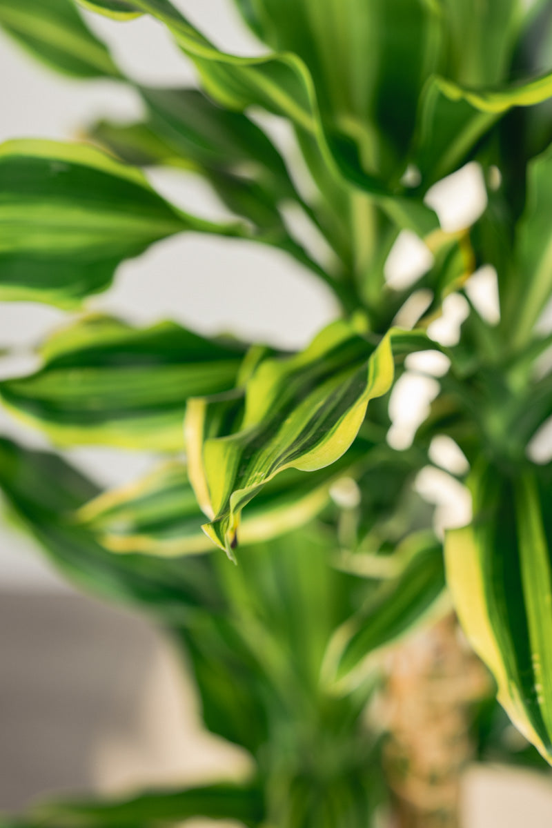 Dracena Fragrans – Tronchetto del Brasile in Vaso Bianco