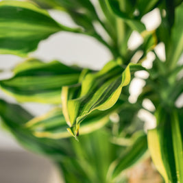 Dracena Fragrans – Tronchetto del Brasile in Vaso Bianco