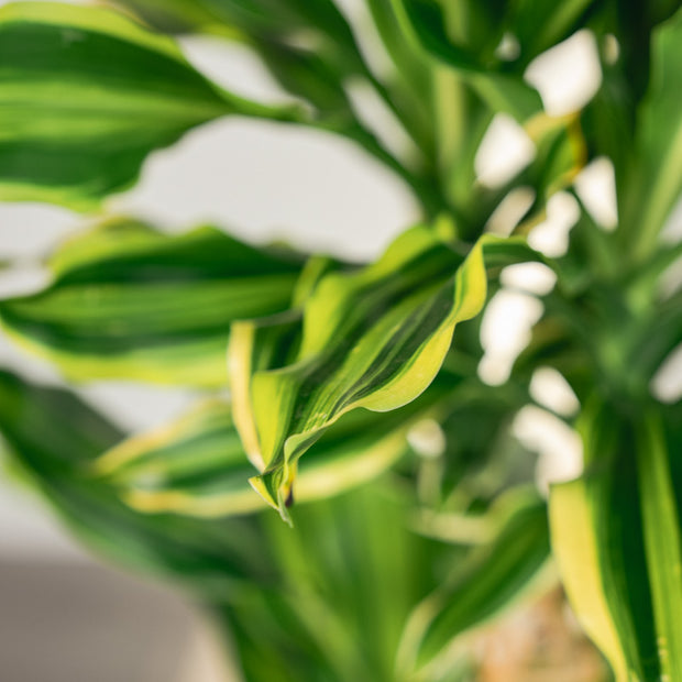 Dracena Fragrans – Tronchetto del Brasile in Vaso Bianco