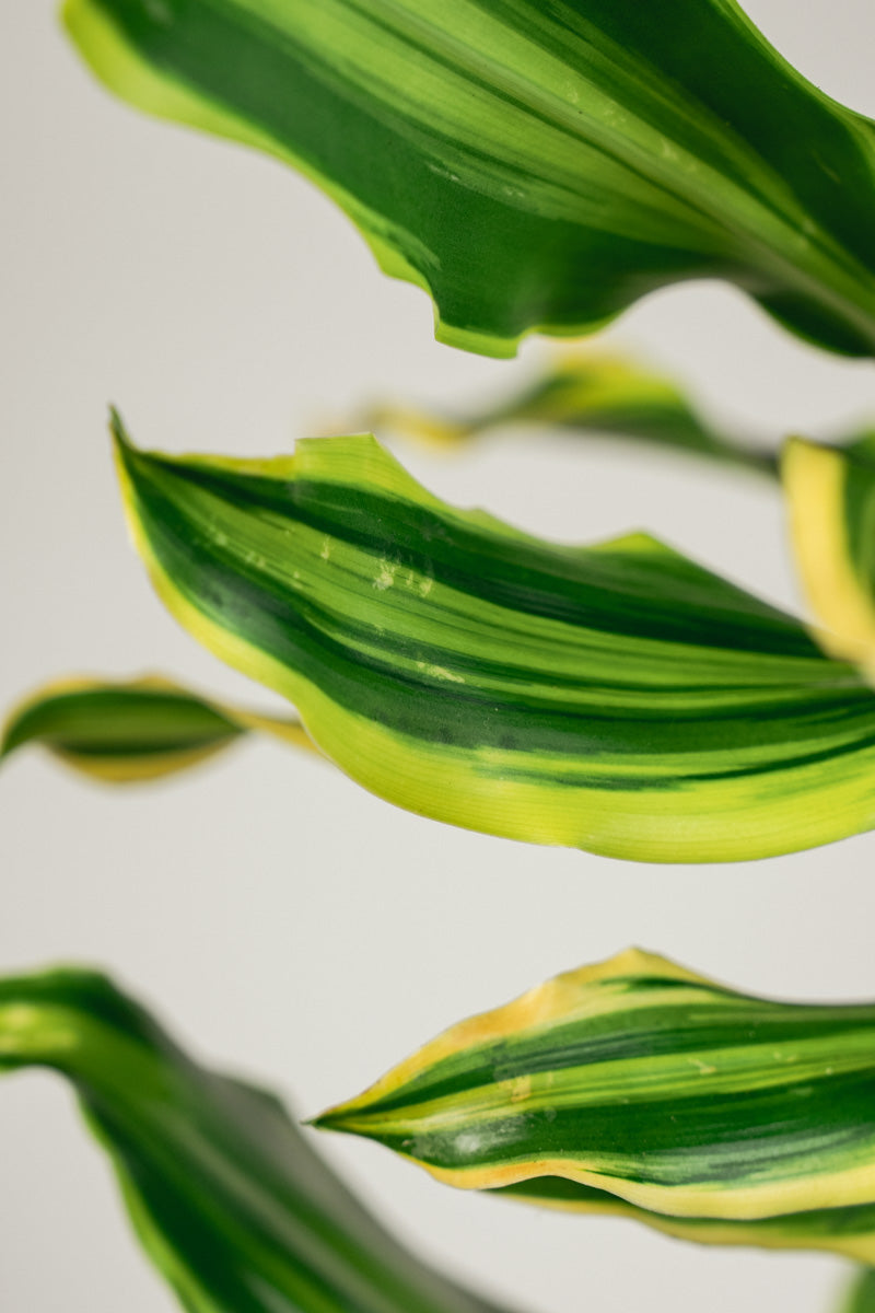 Dracena Fragrans – Tronchetto del Brasile in Vaso Bianco