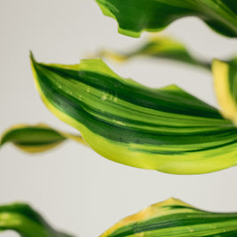 Dracena Fragrans – Tronchetto del Brasile in Vaso Bianco