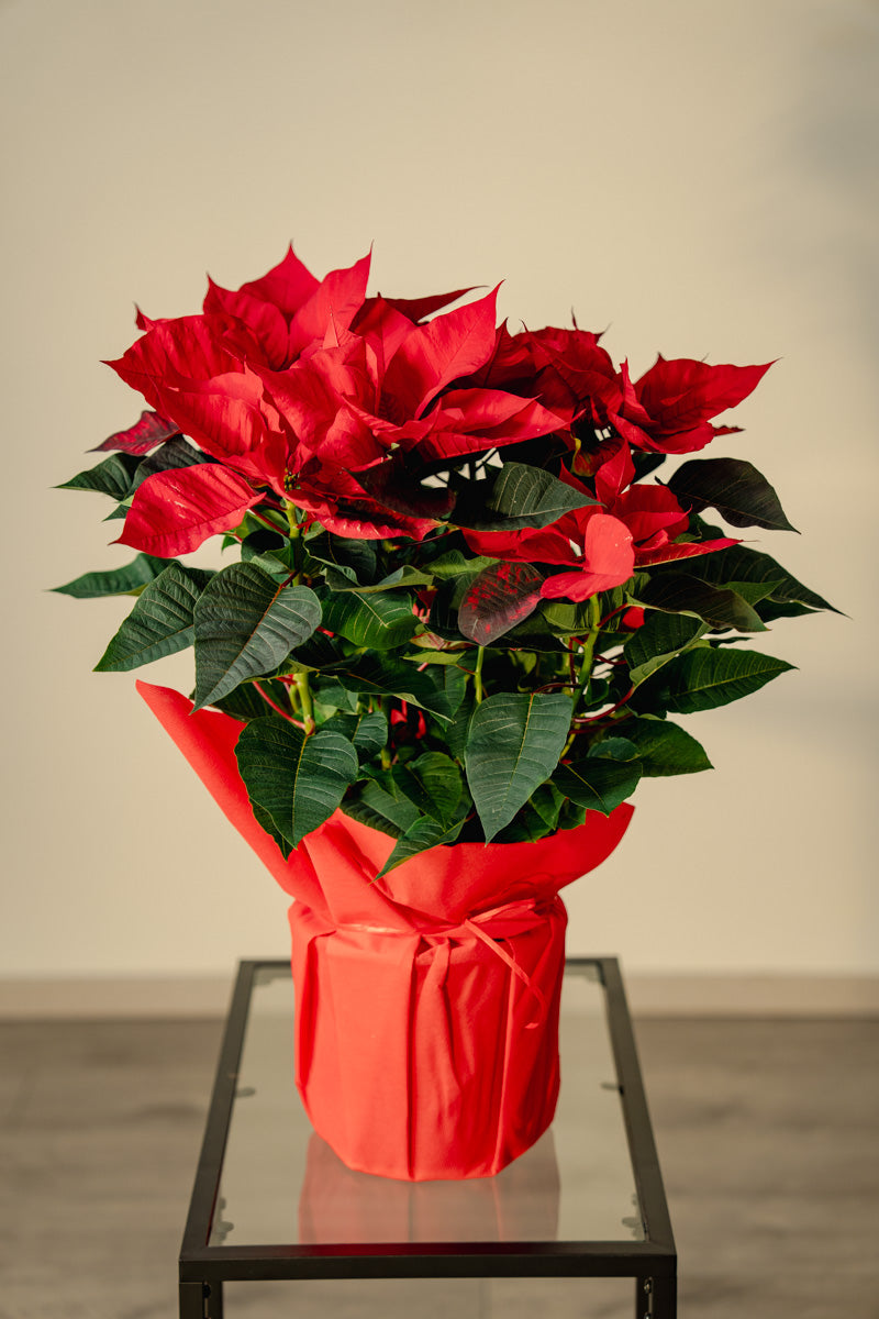 Stella di Natale a Torino – Formato Medio o Grande | Consegna a domicilio