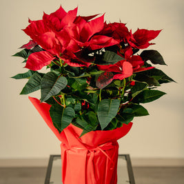 Stella di Natale a Torino – Formato Medio o Grande | Consegna a domicilio