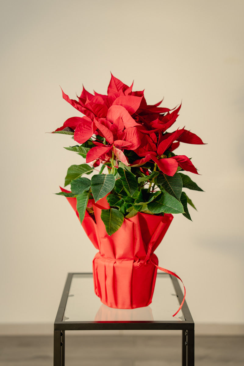 Stella di Natale a Torino – Formato Medio o Grande | Consegna a domicilio