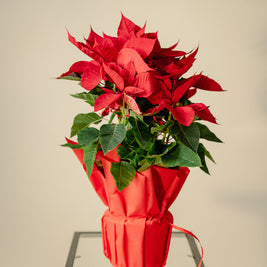 Stella di Natale a Torino – Formato Medio o Grande | Consegna a domicilio