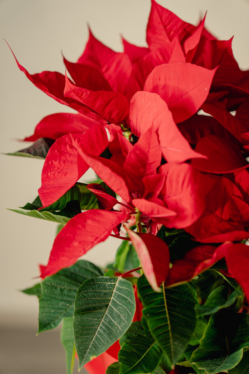 Stella di Natale a Torino – Formato Medio o Grande | Consegna a domicilio