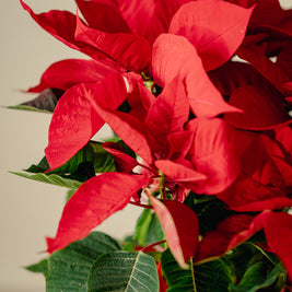 Stella di Natale a Torino – Formato Medio o Grande | Consegna a domicilio