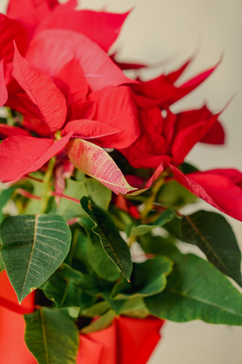 Stella di Natale a Torino – Formato Medio o Grande | Consegna a domicilio