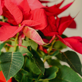 Stella di Natale a Torino – Formato Medio o Grande | Consegna a domicilio