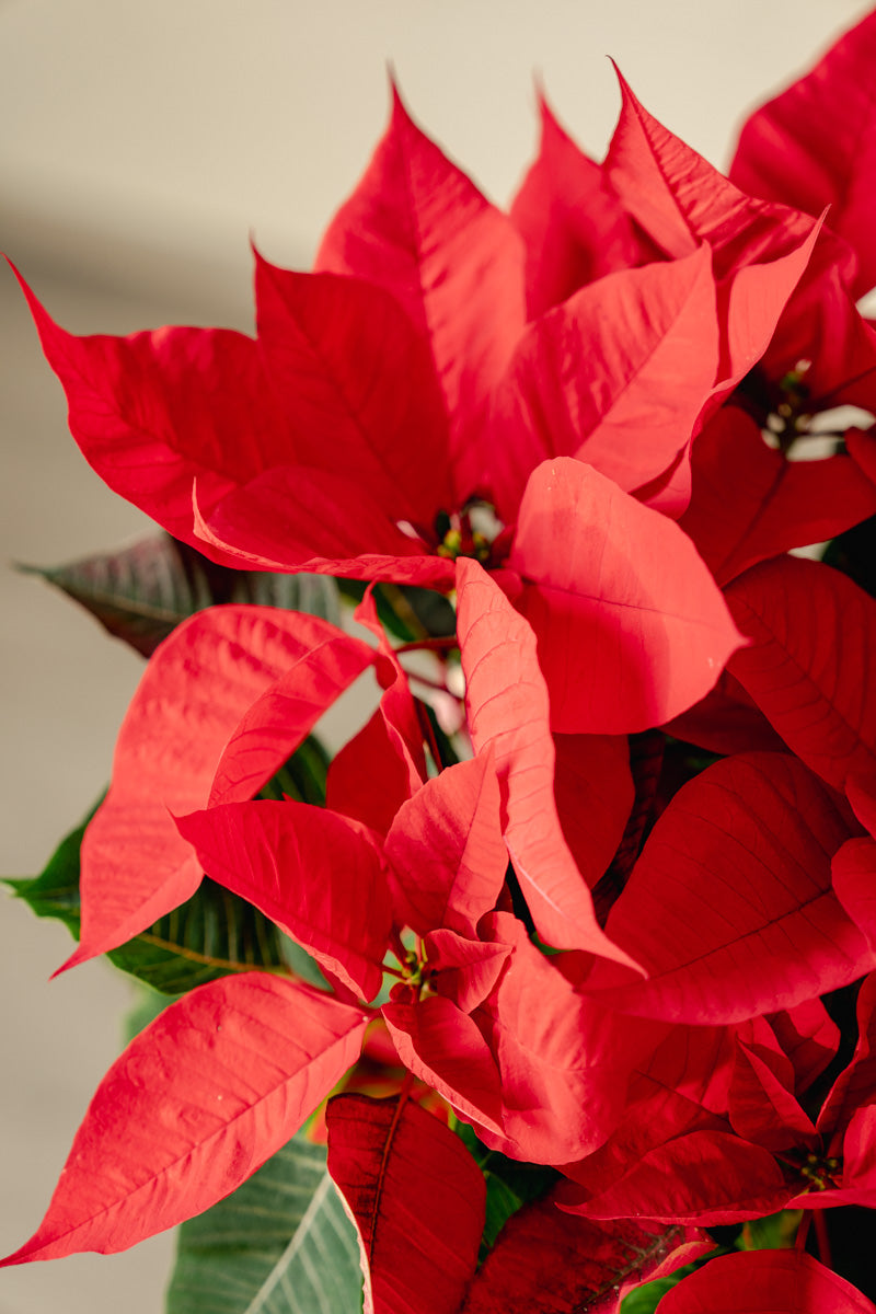 Stella di Natale a Torino – Formato Medio o Grande | Consegna a domicilio