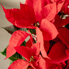 Stella di Natale a Torino – Formato Medio o Grande | Consegna a domicilio