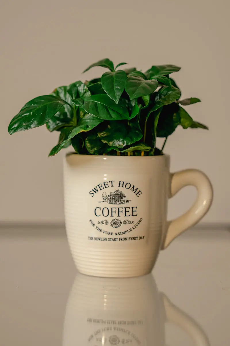 Pianta del Caffè (Piccola) – Verde lucente & facile da curare | Emozioni Fiori Torino Emozioni