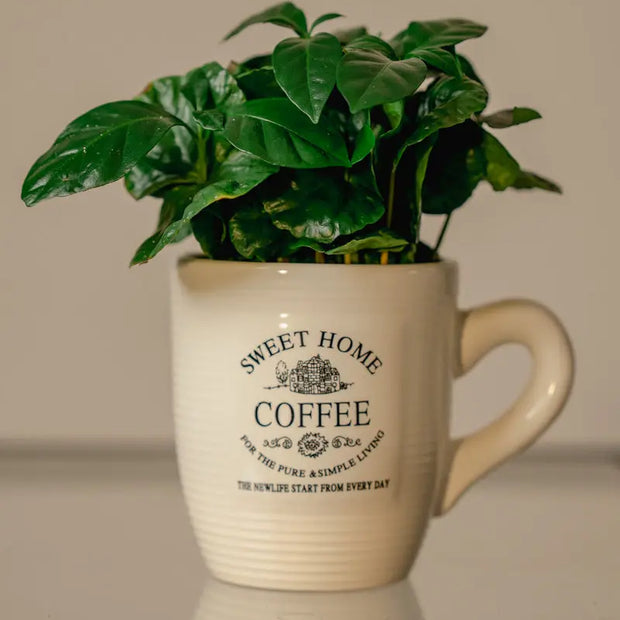 Pianta del Caffè (Piccola) – Verde lucente & facile da curare | Emozioni Fiori Torino Emozioni