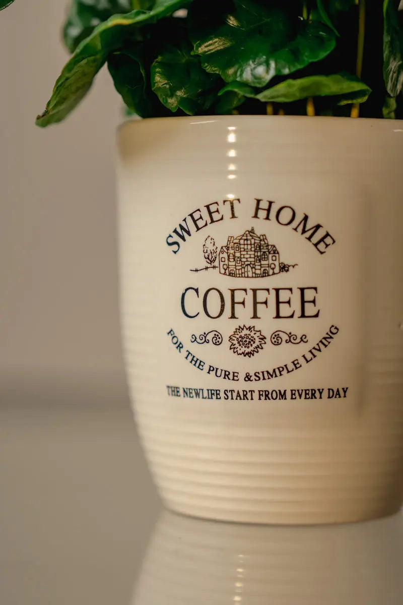 Pianta del Caffè (Piccola) – Verde lucente & facile da curare | Emozioni Fiori Torino Emozioni