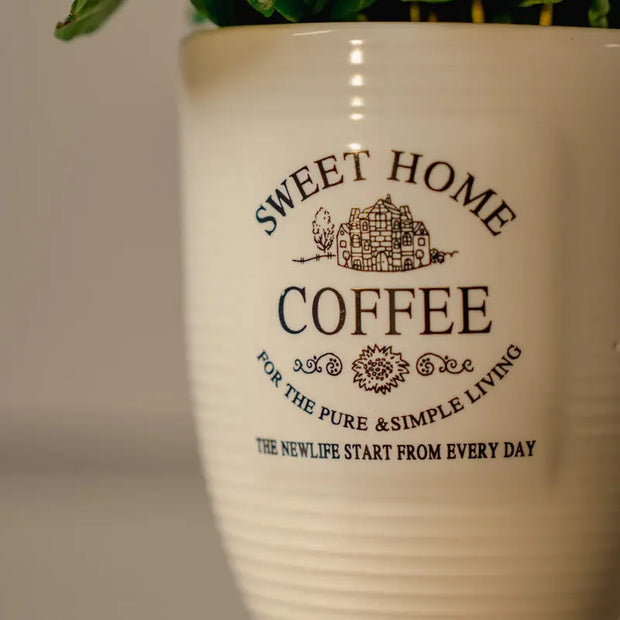 Pianta del Caffè (Piccola) – Verde lucente & facile da curare | Emozioni Fiori Torino Emozioni