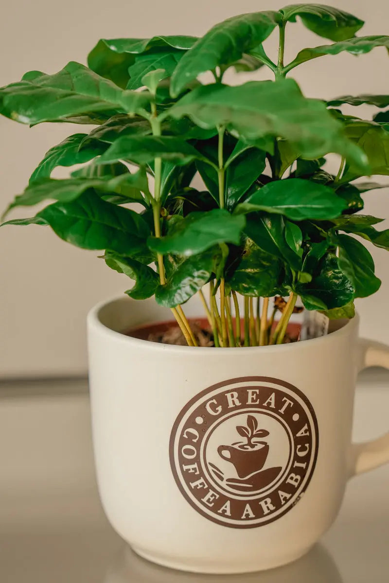 Pianta di Caffè Arabica in Tazza Decorativa Emozioni