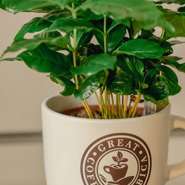 Pianta di Caffè Arabica in Tazza Decorativa Emozioni
