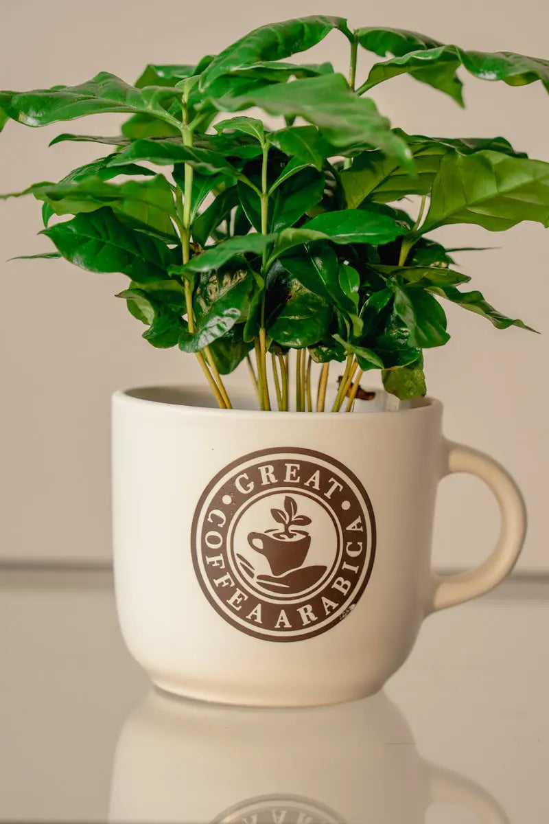 Pianta di Caffè Arabica in Tazza Decorativa Emozioni