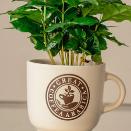Pianta di Caffè Arabica in Tazza Decorativa Emozioni