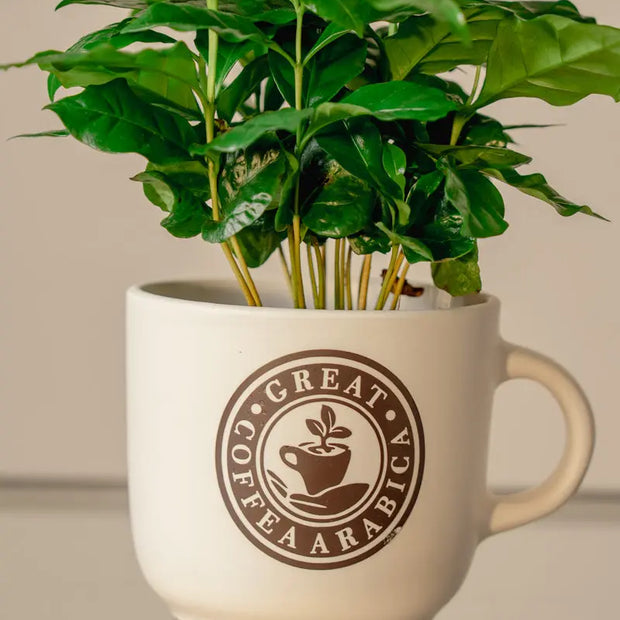 Pianta di Caffè Arabica in Tazza Decorativa Emozioni