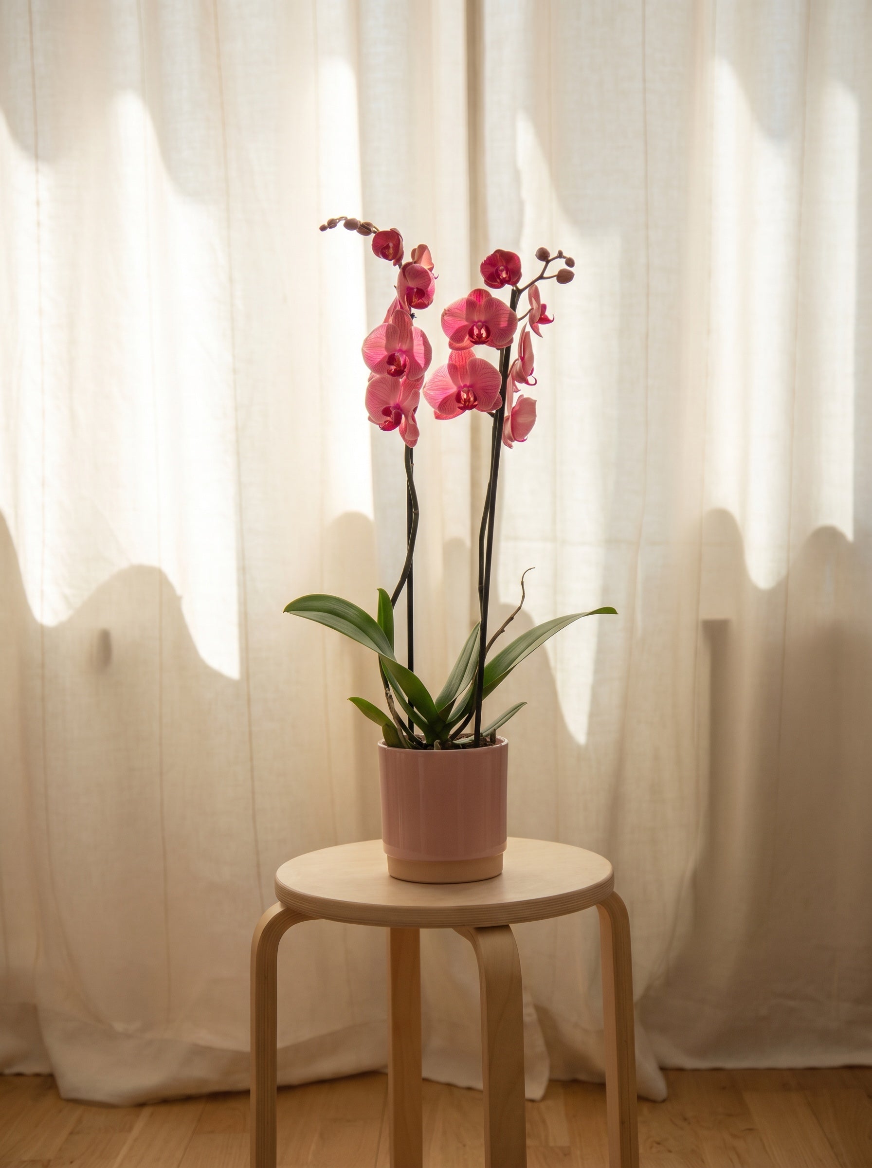 Orchidea rosa, still life d'interni | Emozioni Fiori Torino