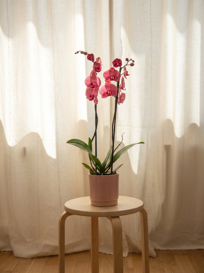 Orchidea rosa, still life d'interni | Emozioni Fiori Torino