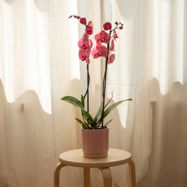 Orchidea rosa, still life d'interni | Emozioni Fiori Torino