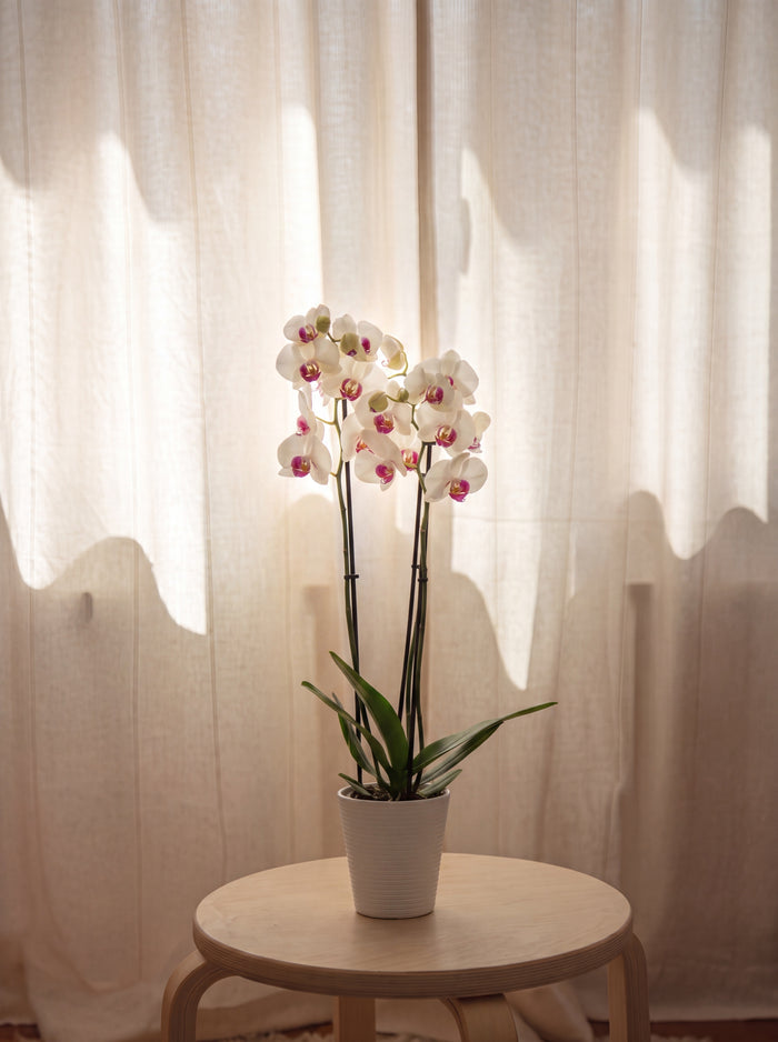 Orchidea Bianca 2 Steli, still life d'interni con tende e luce calda | Emozioni Fiori Torino