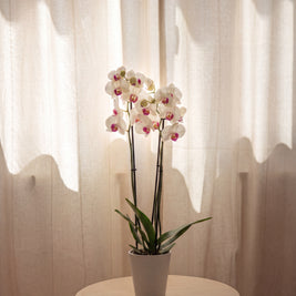 Orchidea Bianca 2 Steli, still life d'interni con tende e luce calda | Emozioni Fiori Torino