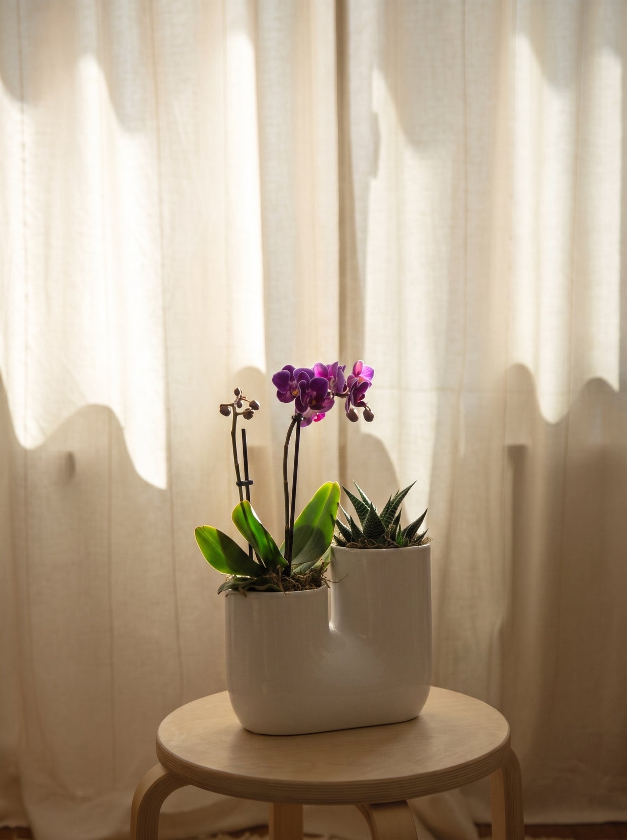 Orchidea con piantina grassa, still life d'interni | Emozioni Fiori Torino