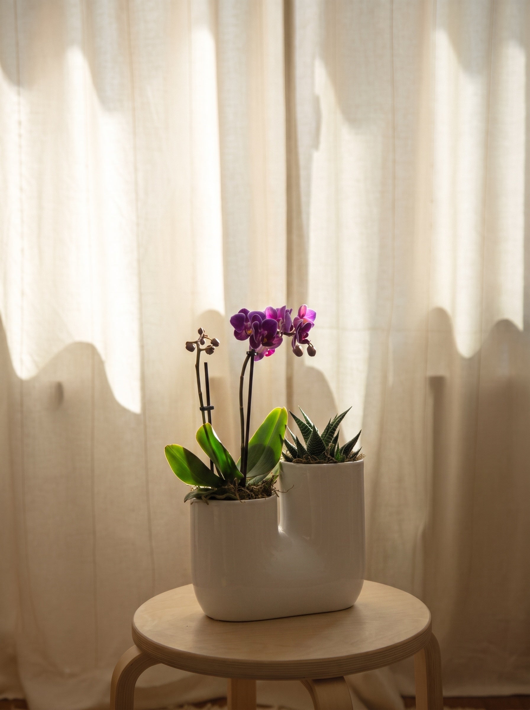Orchidea con piantina grassa, still life d'interni | Emozioni Fiori Torino