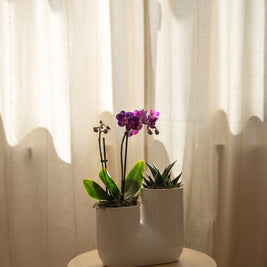Orchidea con piantina grassa, still life d'interni | Emozioni Fiori Torino