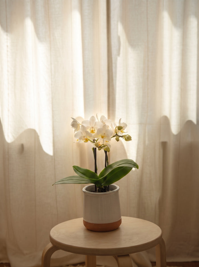 Mini orchidea, still life d'interni | Emozioni Fiori Torino