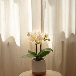 Mini orchidea, still life d'interni | Emozioni Fiori Torino