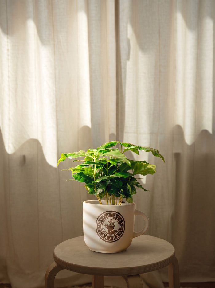 Pianta di caffè in tazza | Emozioni Fiori Torino