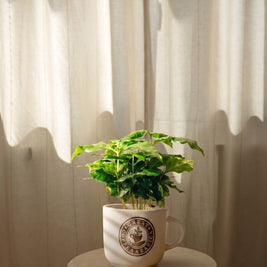 Pianta di caffè in tazza | Emozioni Fiori Torino